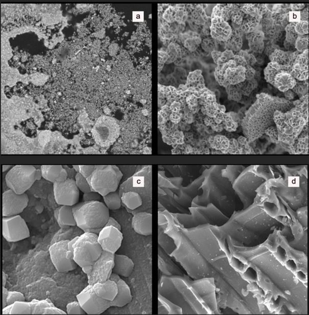 TESCAN SEM soil pollution sorbents
